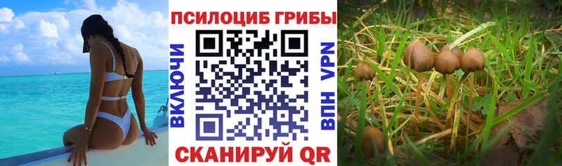 Галлюциногенные грибы мухоморы  купить закладку  Мглин 